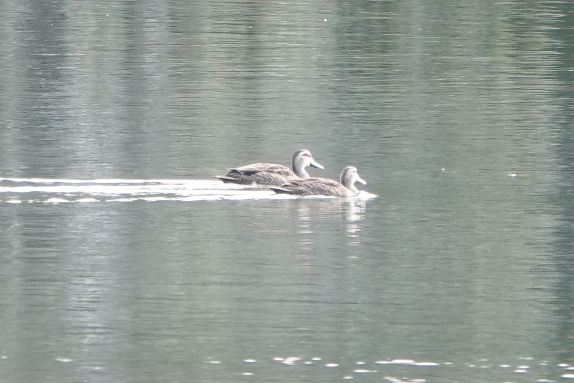 Pacific Black Duck - John Beckworth