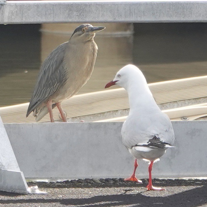 Mouette argentée - ML500958151