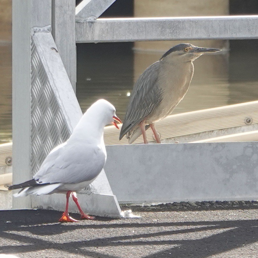 Gaviota Plateada - ML500958161