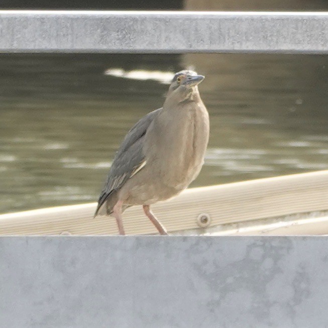 Striated Heron - John Beckworth