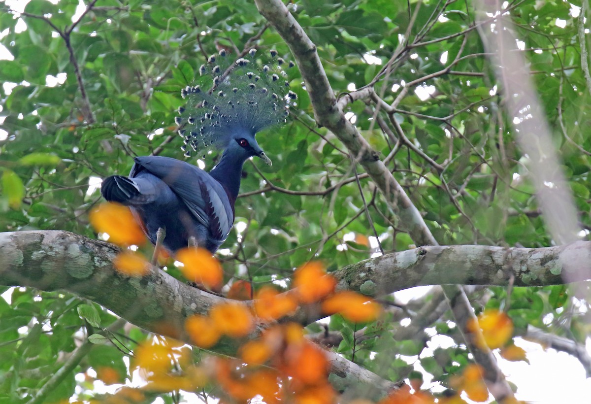 Victoria Crowned-Pigeon - ML500958411