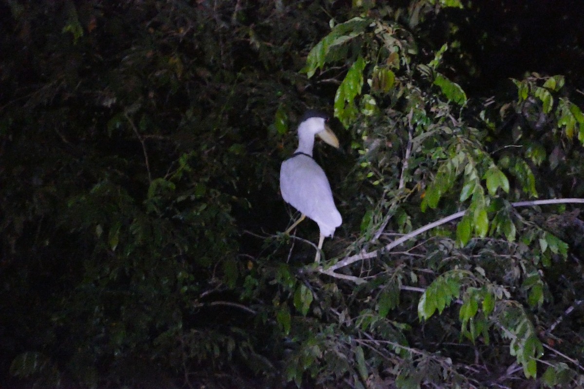 Boat-billed Heron - ML50095941