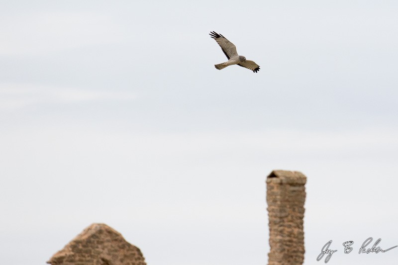 Northern Harrier - ML50095951