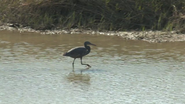 Pacific Reef-Heron - ML500960001