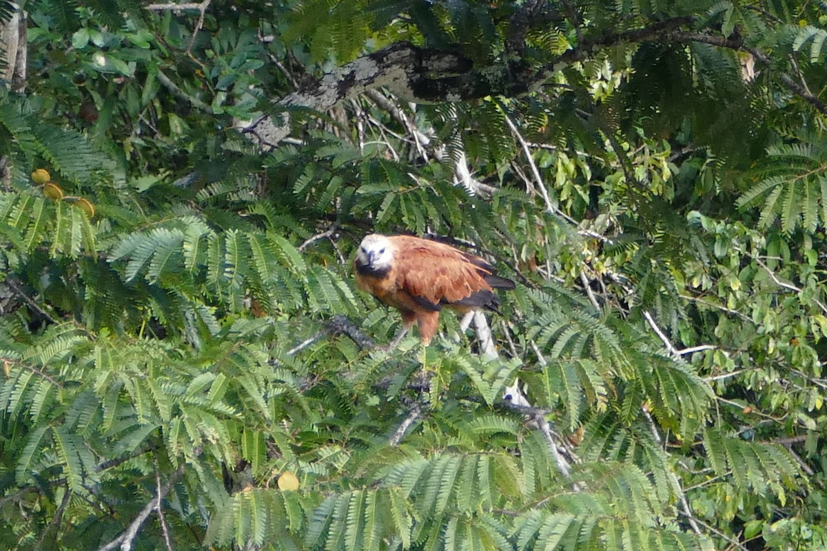 Black-collared Hawk - ML50096001