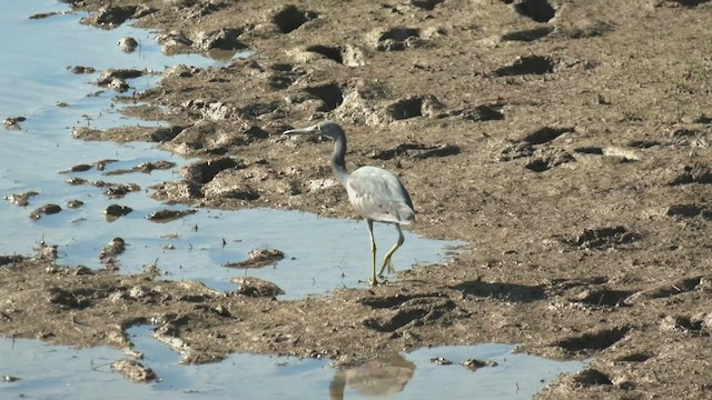 Pacific Reef-Heron - ML500960061