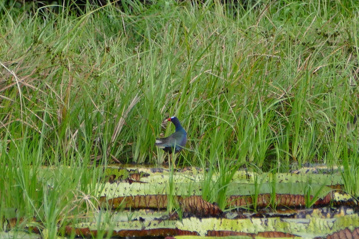 Purple Gallinule - ML50096051