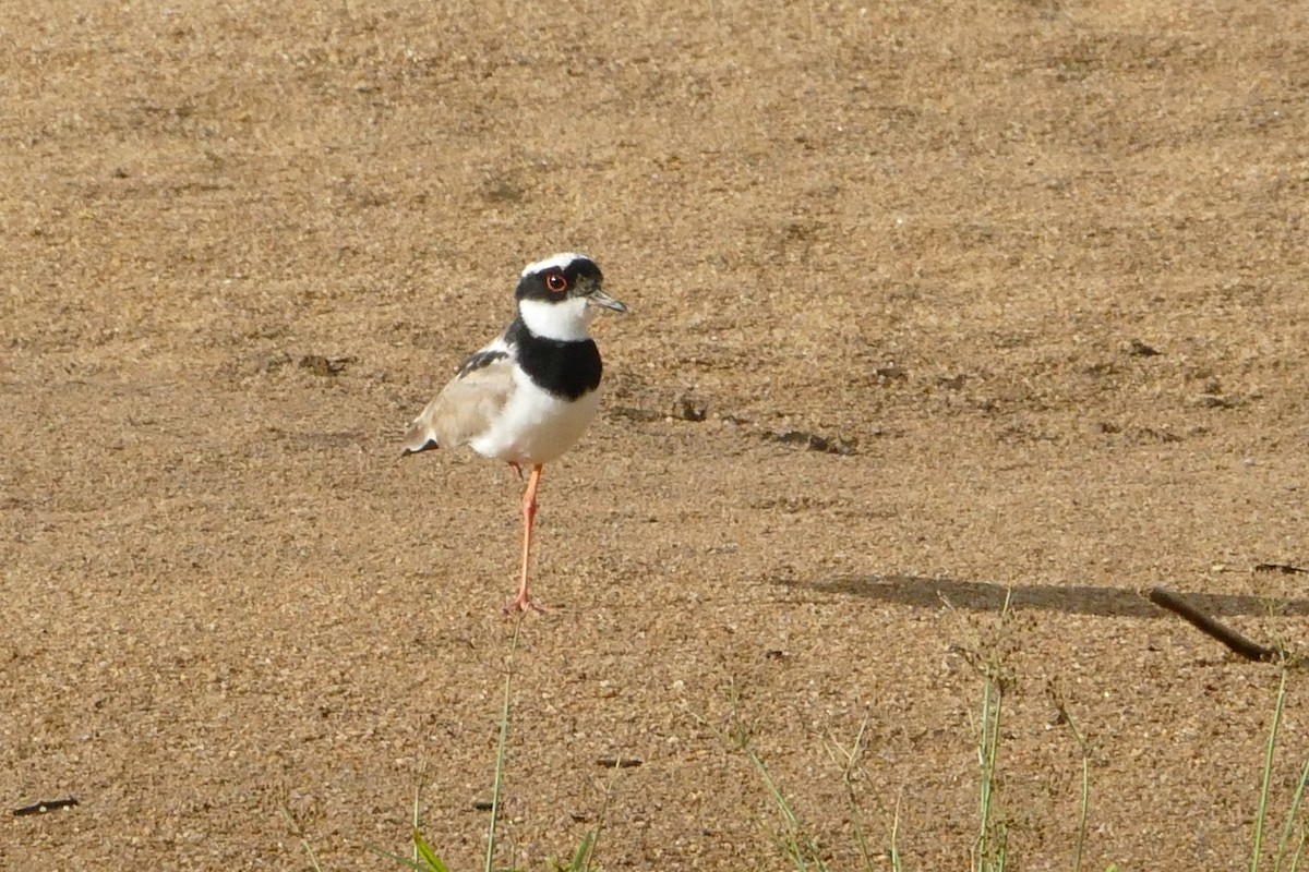 Pied Plover - Peter Kaestner