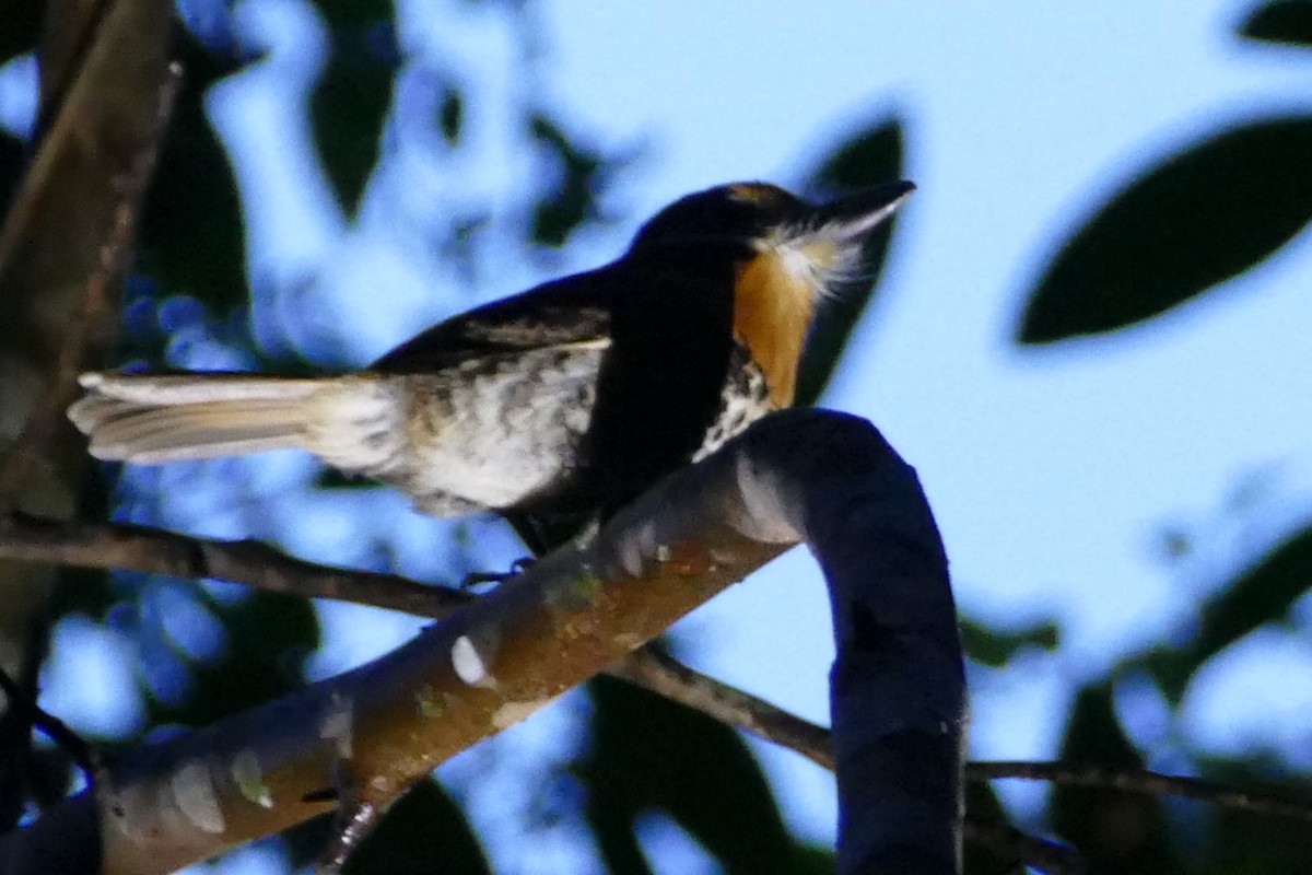 Spotted Puffbird - Peter Kaestner