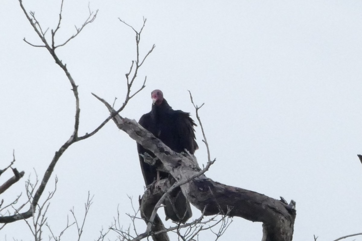 Turkey Vulture - ML50096241