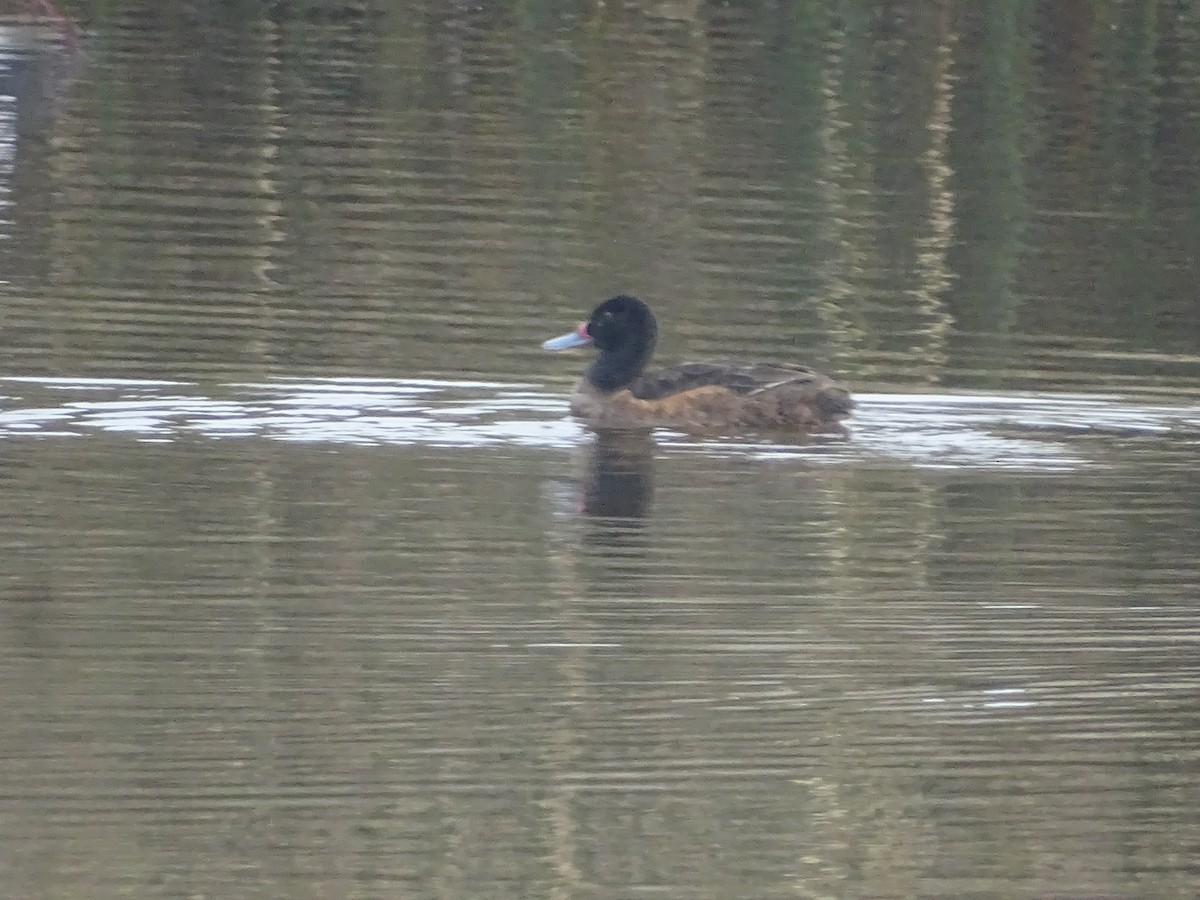 Black-headed Duck - ML500962411