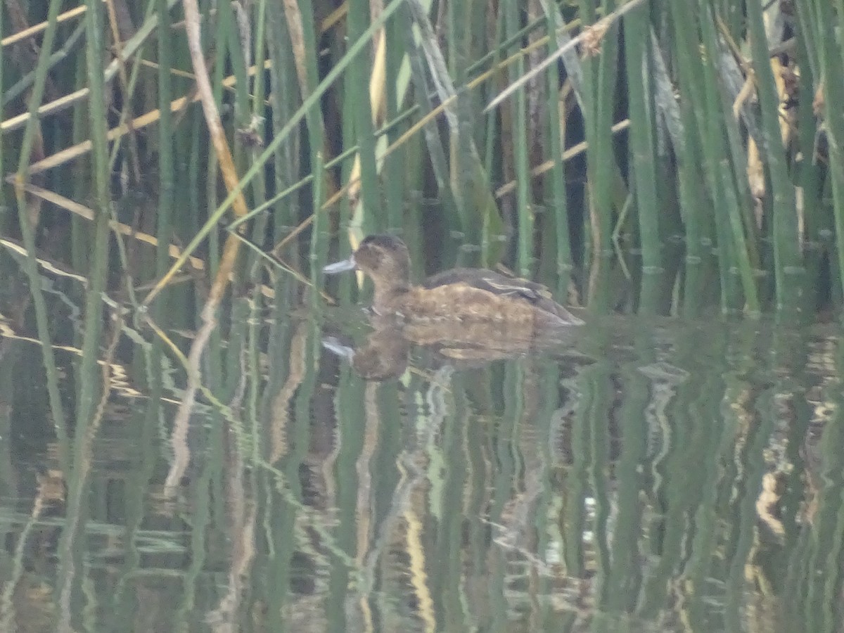 Black-headed Duck - ML500962451