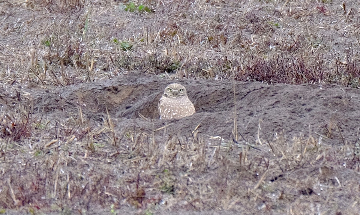 Burrowing Owl - ML500962911