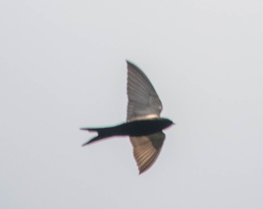 Golondrina Negra - ML500963461