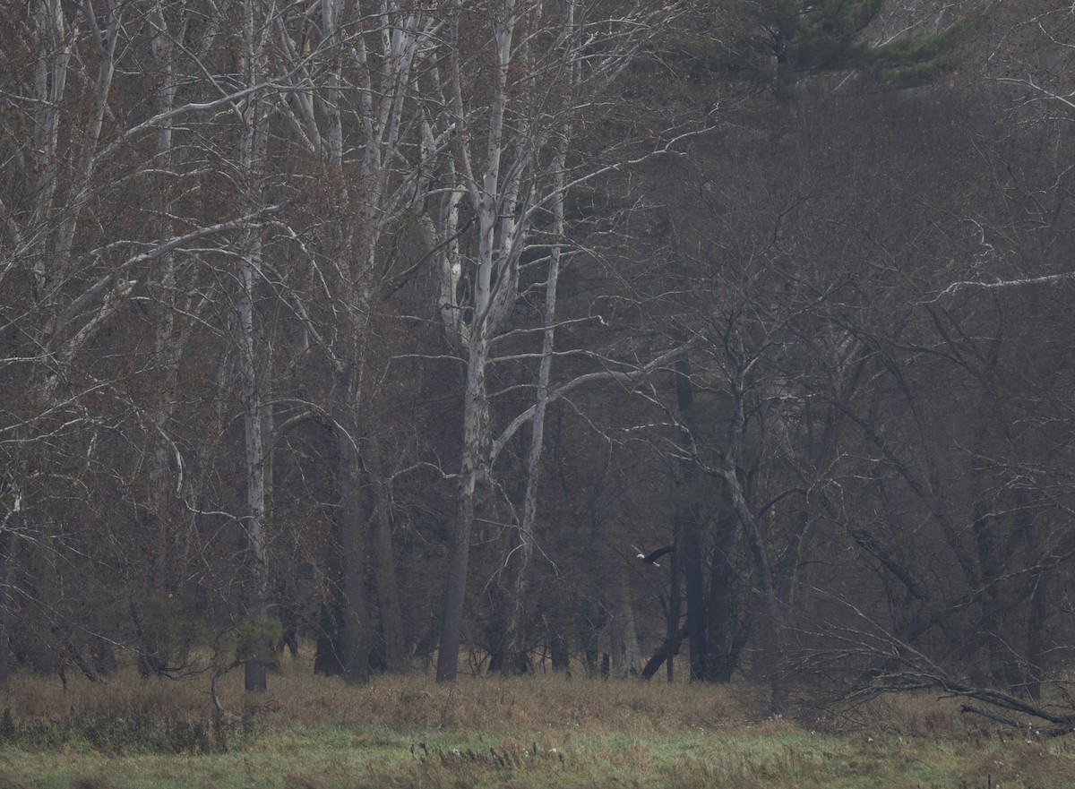 Bald Eagle - ML500964131