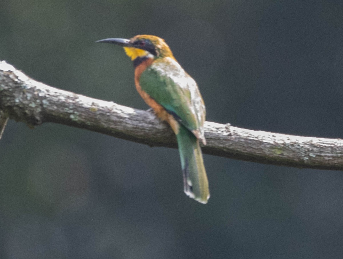 Abejaruco Montano - ML500964831