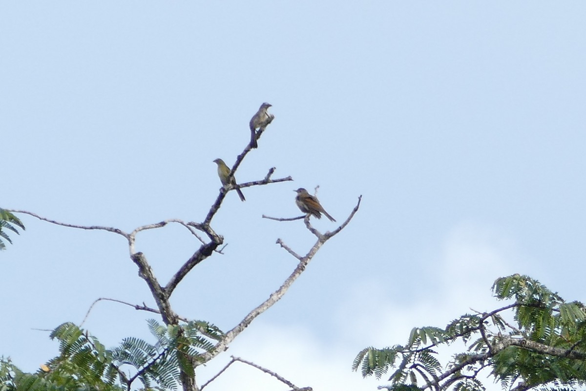 Pale-breasted Thrush - Peter Kaestner