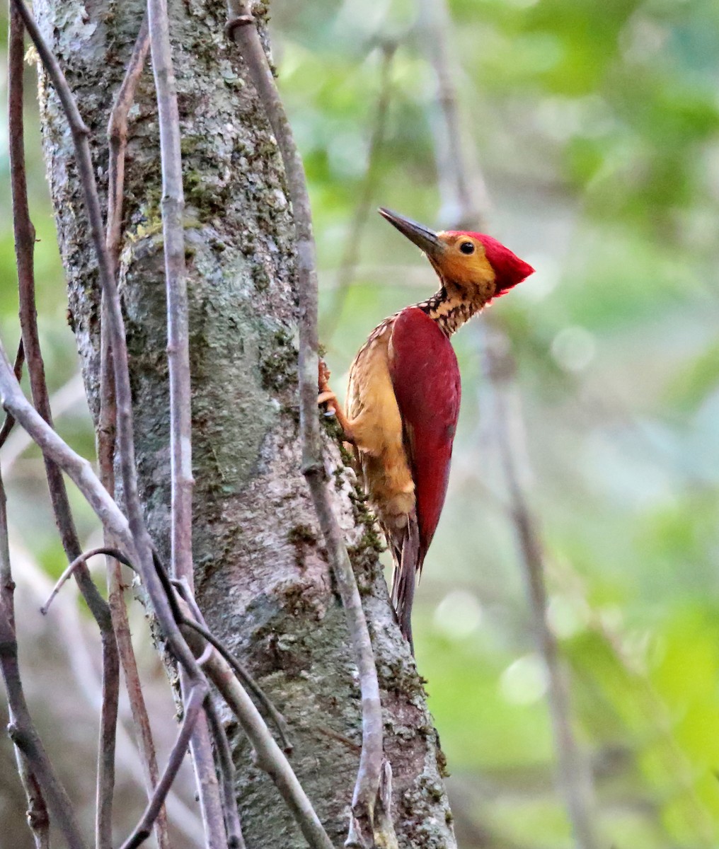 Yellow-faced Flameback - ML500965361