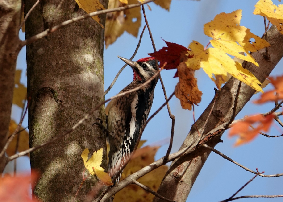 Yellow-bellied Sapsucker - ML500965721