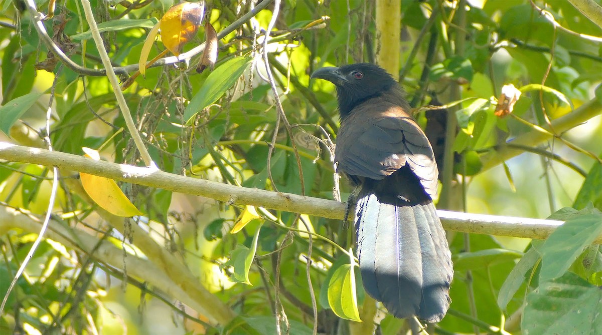 Black-hooded Coucal - ML500966611