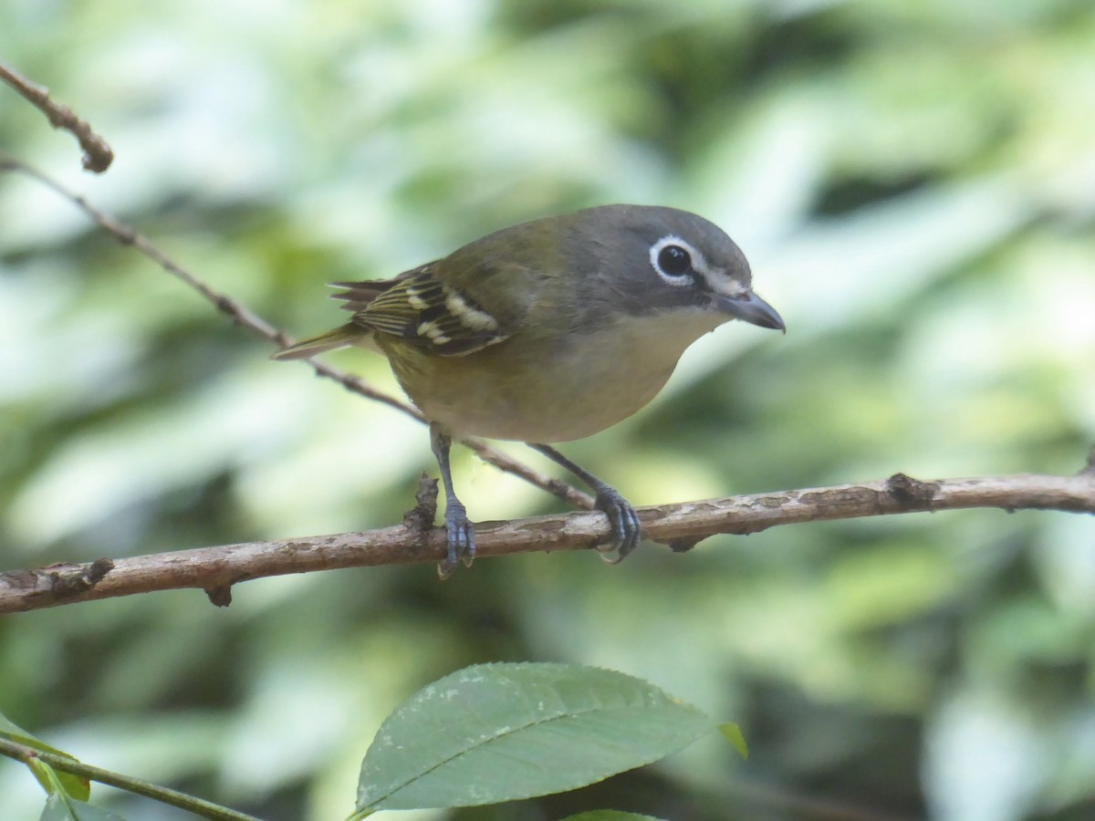 Blue-headed Vireo - Eric Cormier