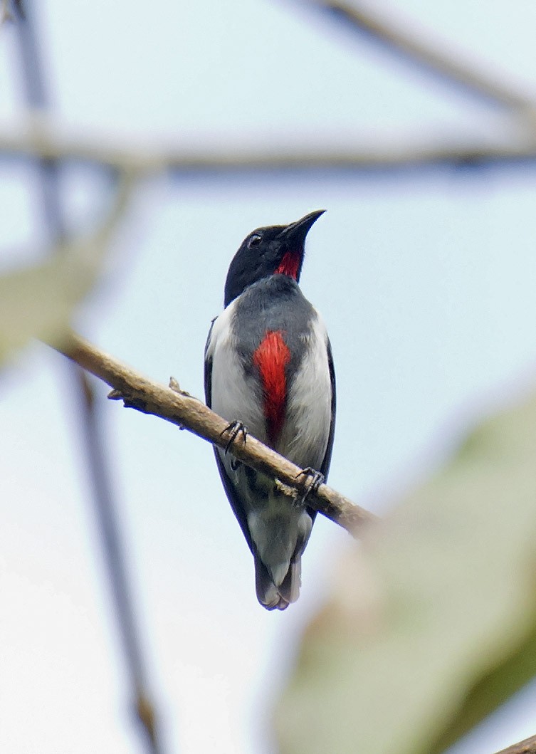 Scarlet-collared Flowerpecker - ML500966931