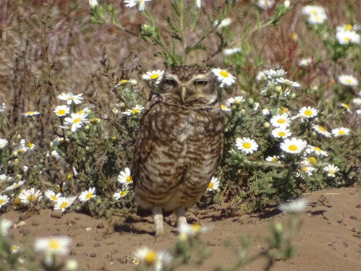 Burrowing Owl - ML500968241