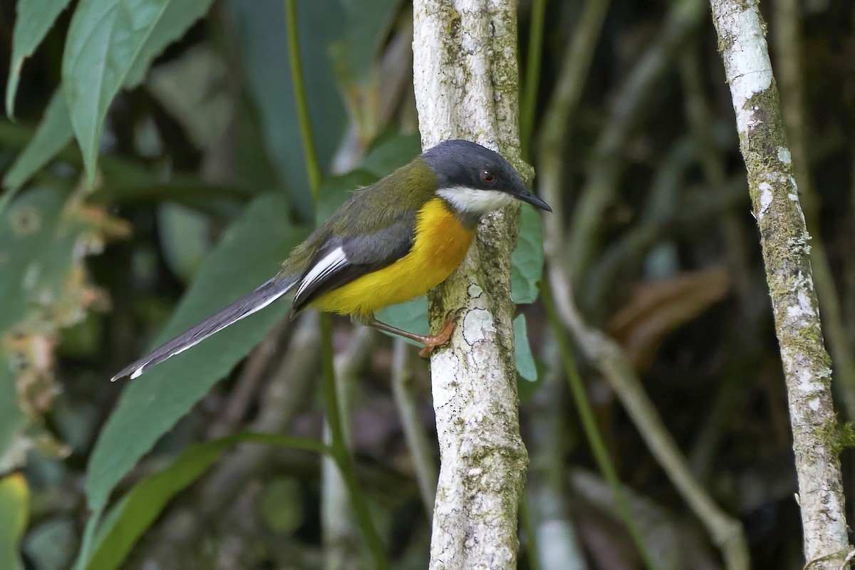 White-winged Apalis - Daniel López-Velasco | Ornis Birding Expeditions