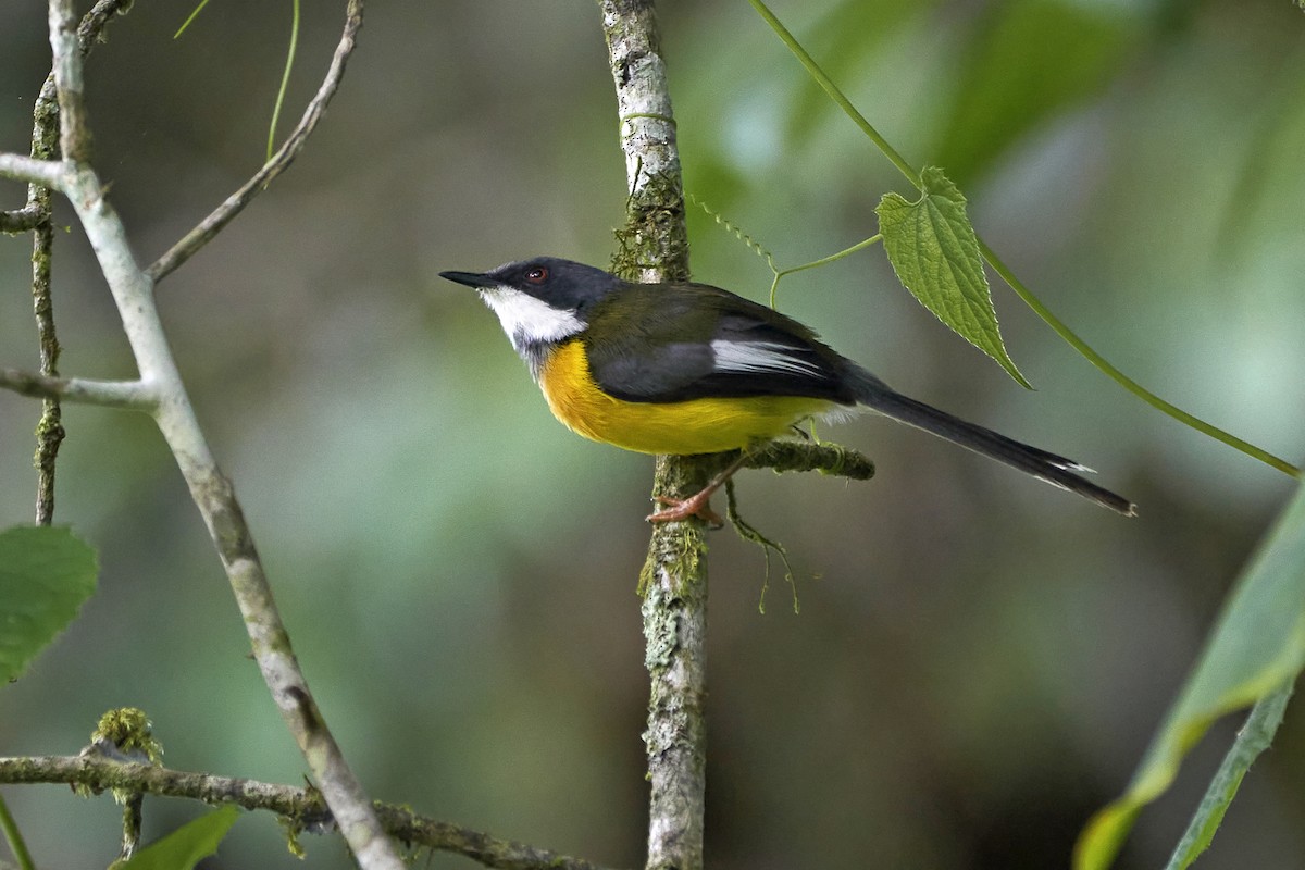 White-winged Apalis - Daniel López-Velasco | Ornis Birding Expeditions