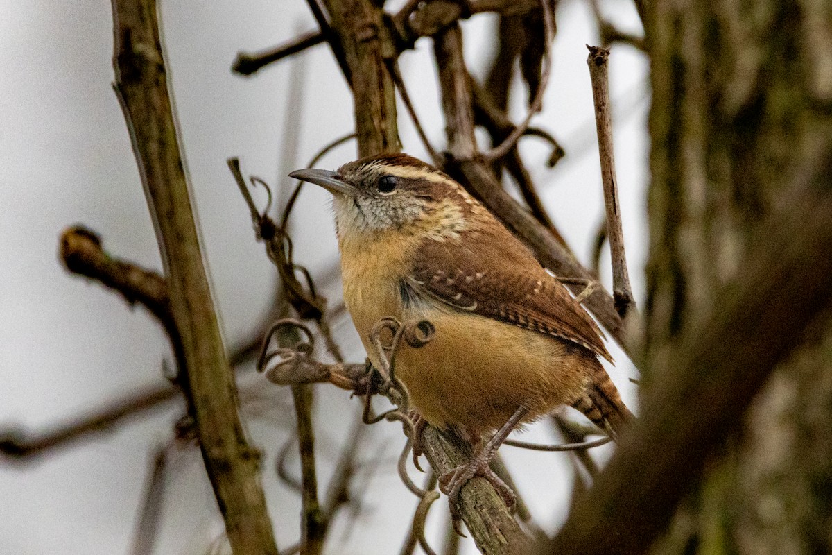 Carolina Wren - ML500968461