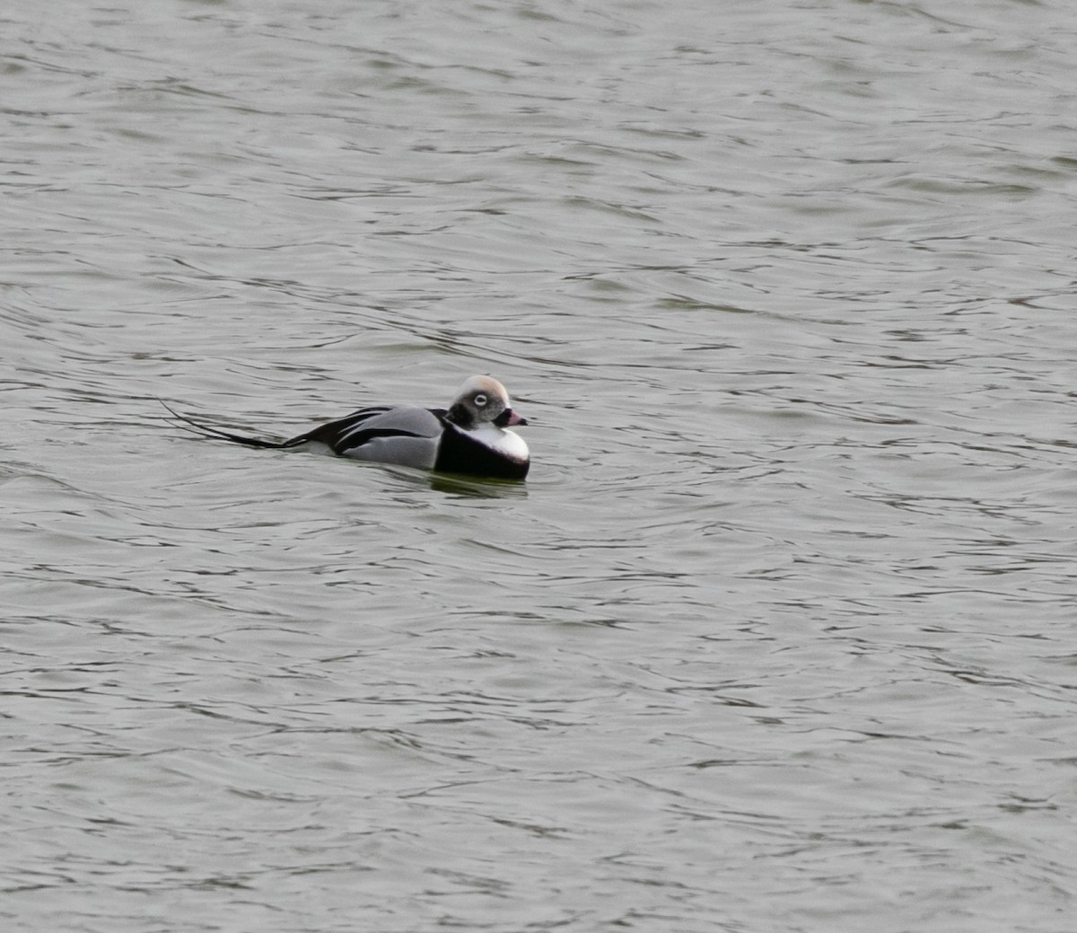 Long-tailed Duck - ML500968831