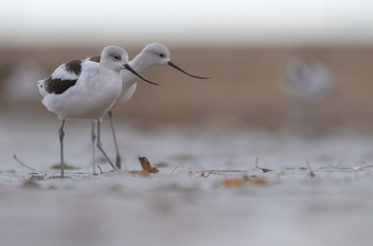 American Avocet - ML500968931