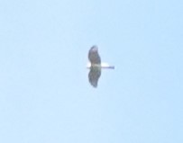 Sharp-shinned Hawk - ML500969111