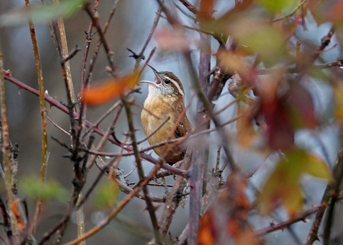 Carolina Wren - ML500969121