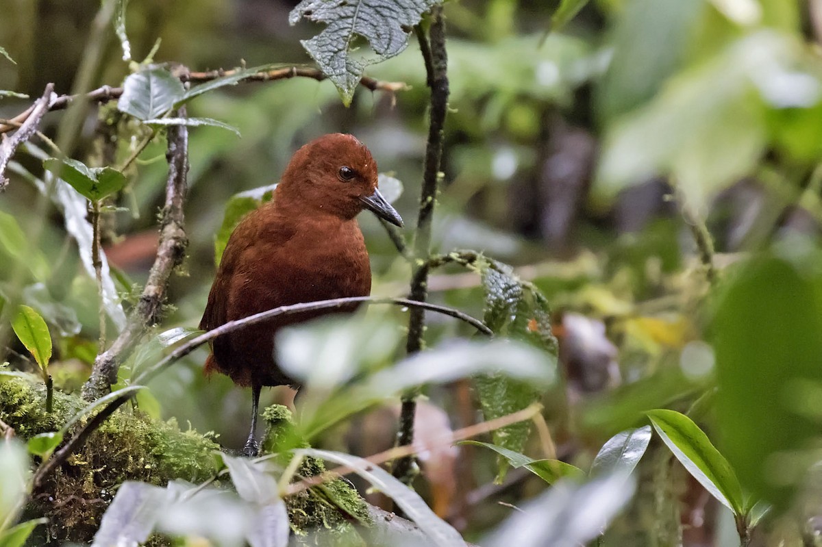 Chestnut Forest Rail - ML500969791