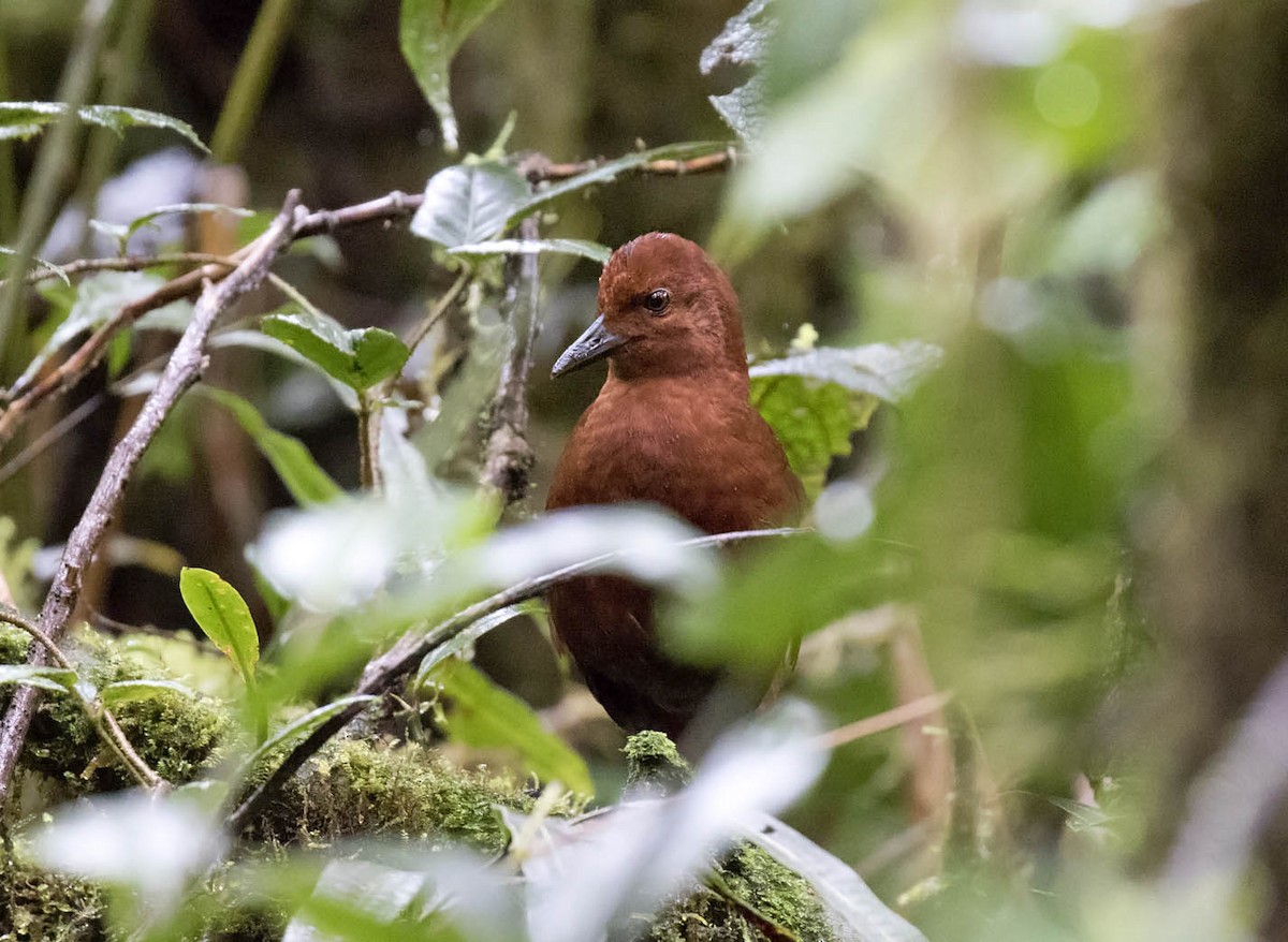 Chestnut Forest Rail - ML500969811