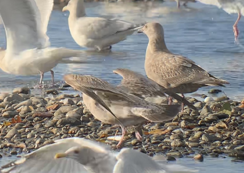 goéland sp. (Larus sp.) - ML500969971