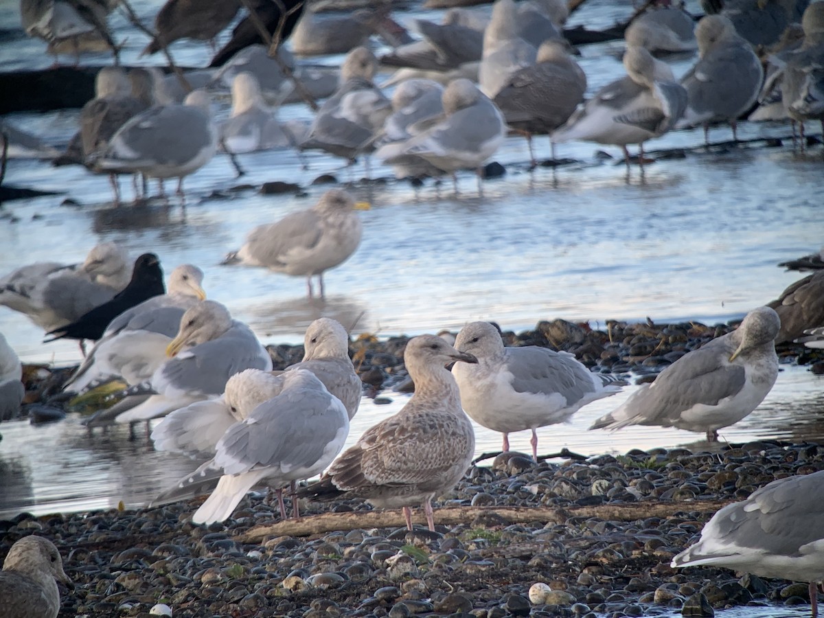 Gaviota (Larus) sp. - ML500970011