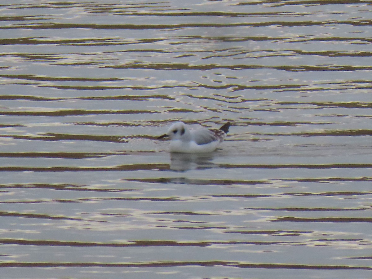 Mouette de Bonaparte - ML500970421