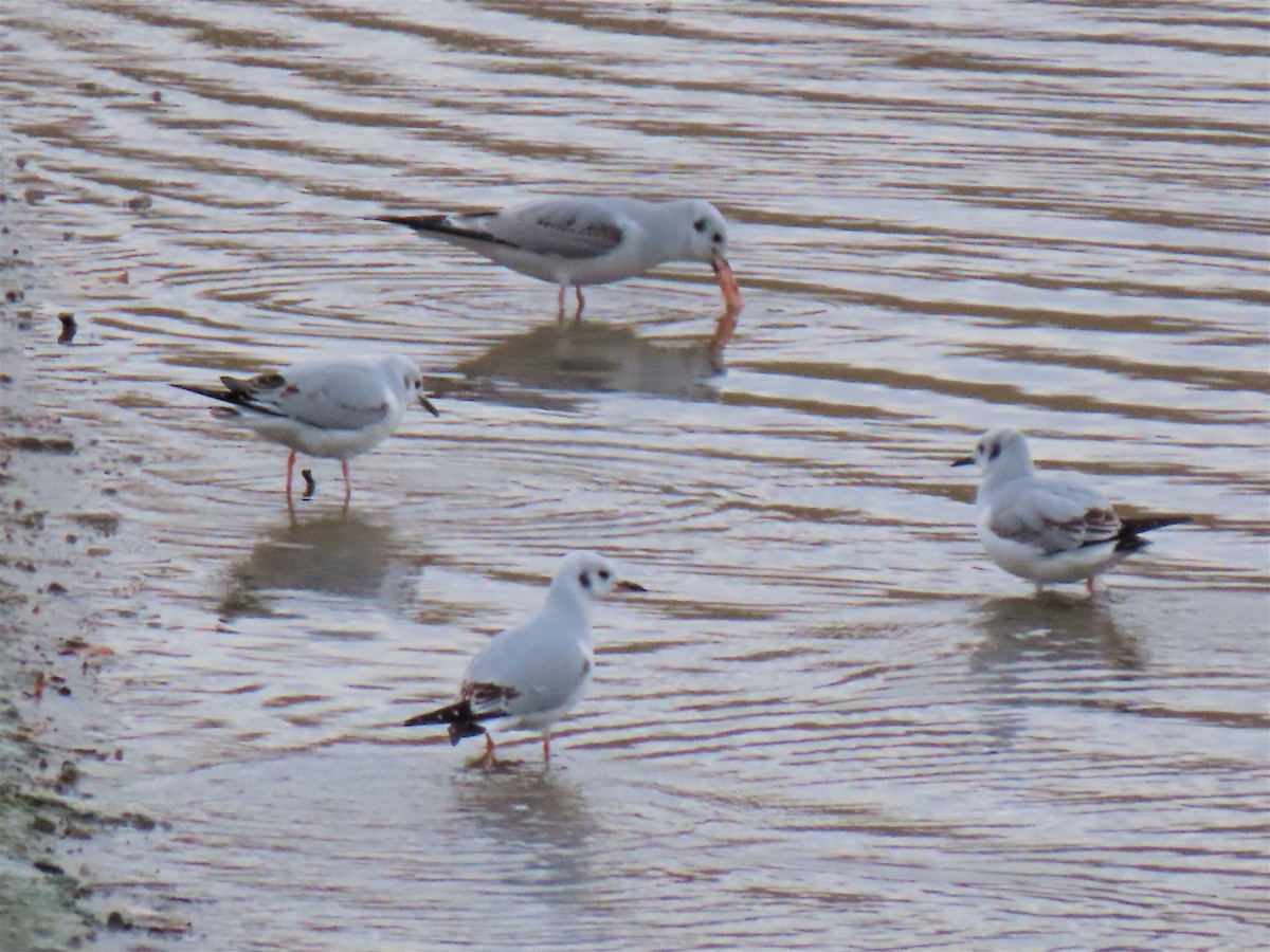 Bonaparte's Gull - ML500970431