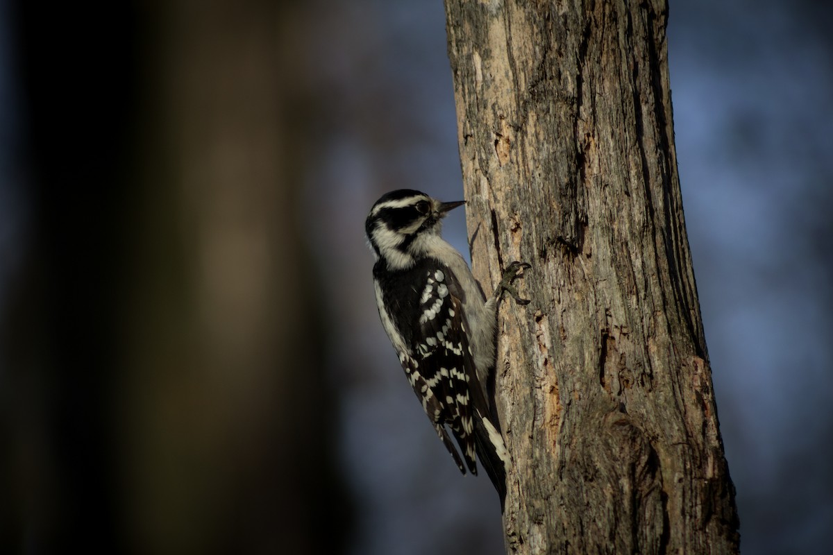 Downy Woodpecker - ML500970521
