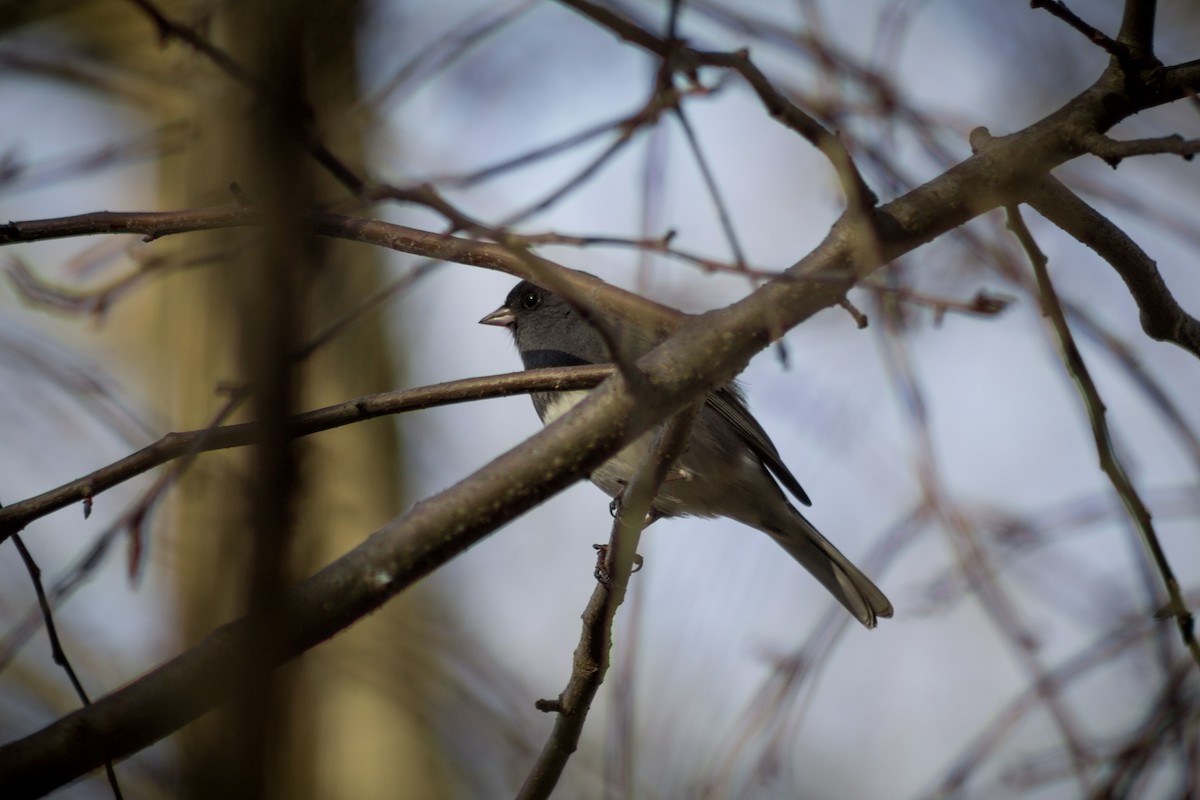 Dark-eyed Junco - ML500970641