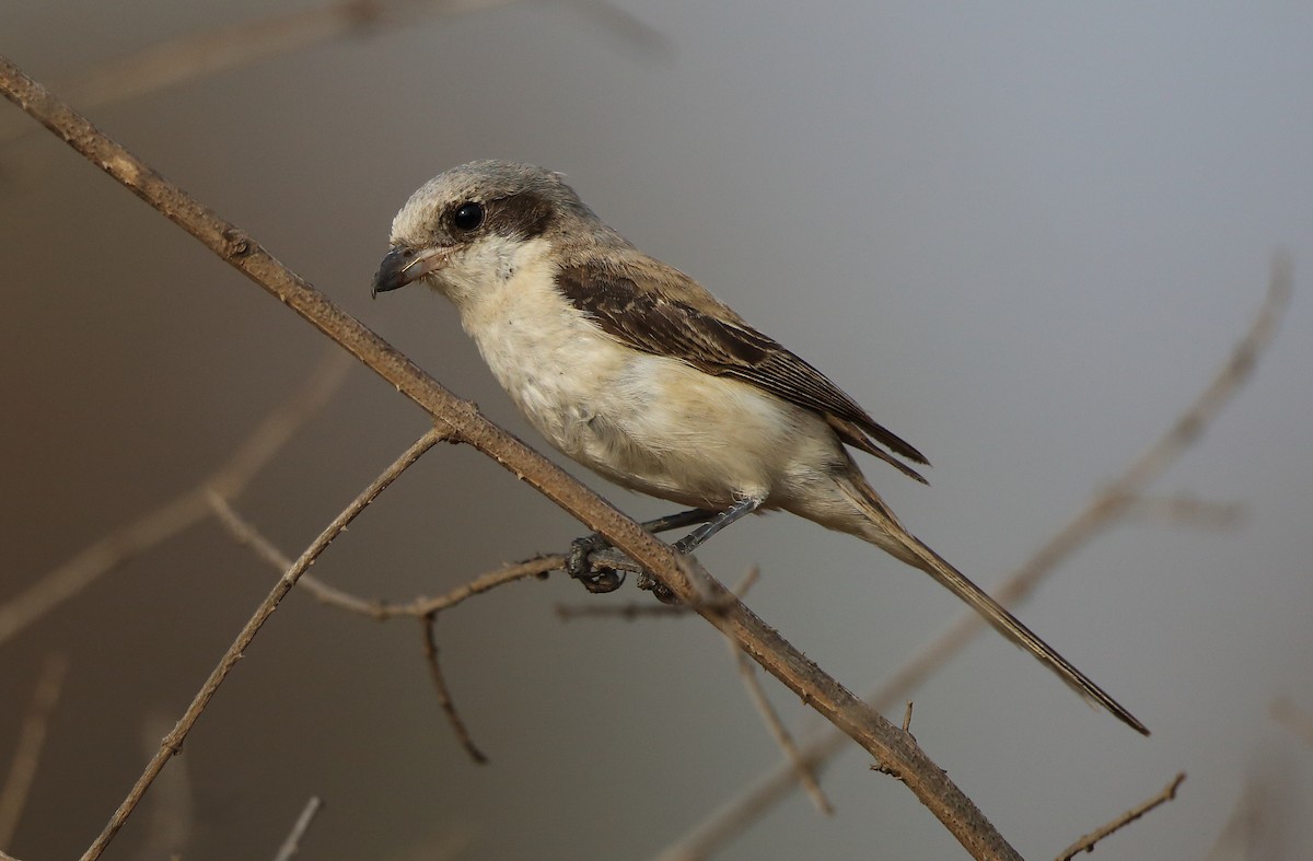 Long-tailed Shrike - Albin Jacob