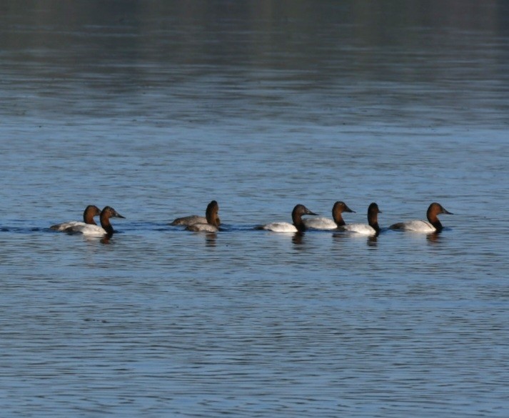 Canvasback - ML500972011