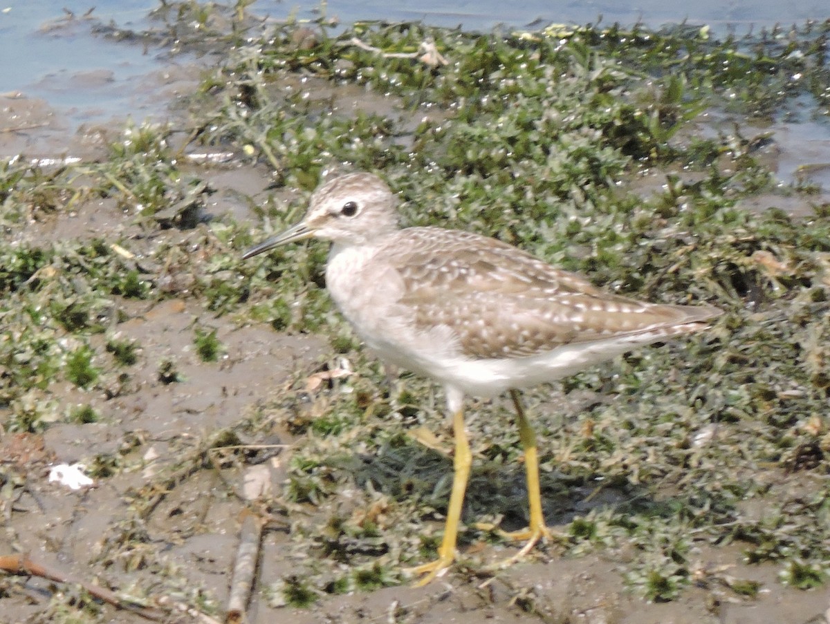 Wood Sandpiper - Subhajit Roy