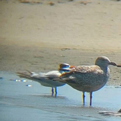 American Herring Gull - ML500972931
