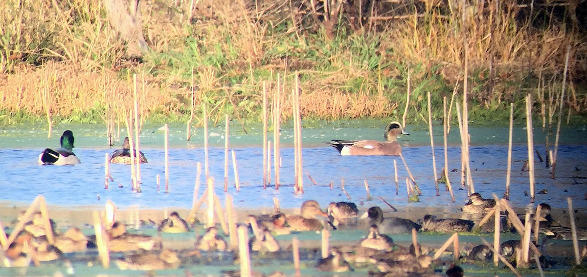 American Wigeon - Pam Bruns & Ken Smith