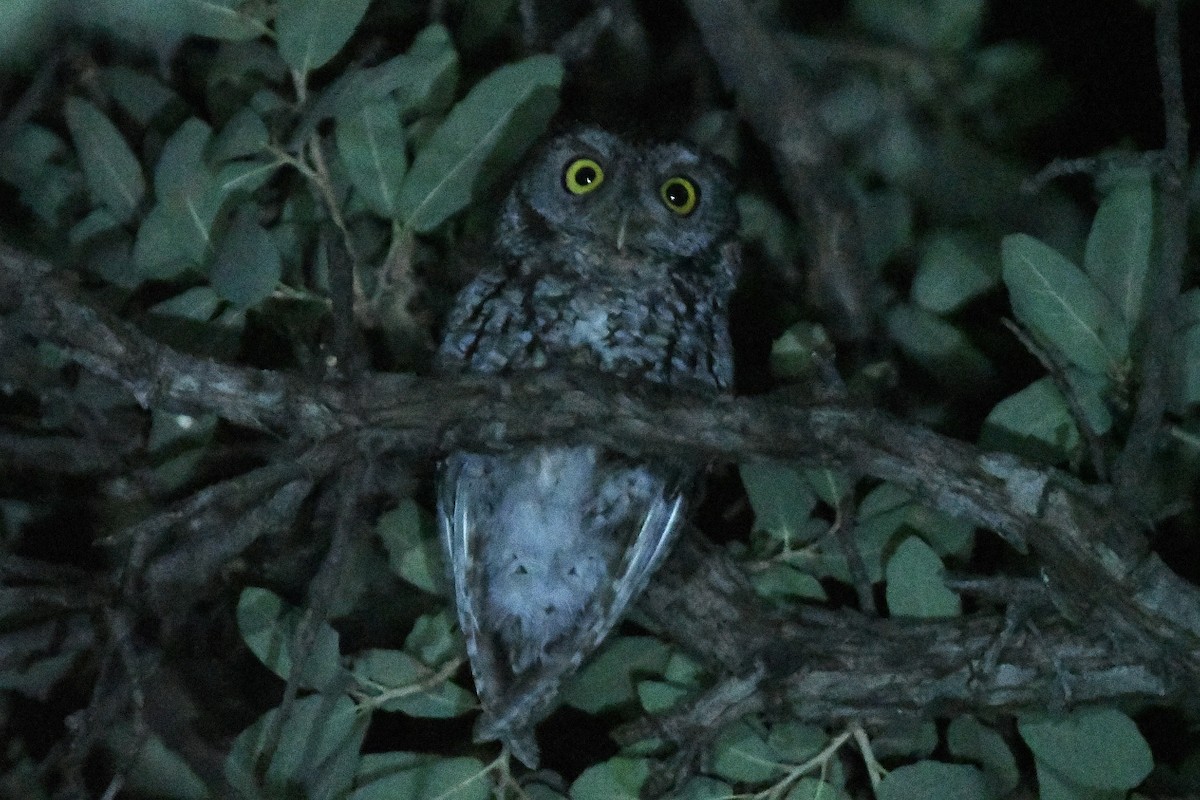 Whiskered Screech-Owl - Julien Amsellem