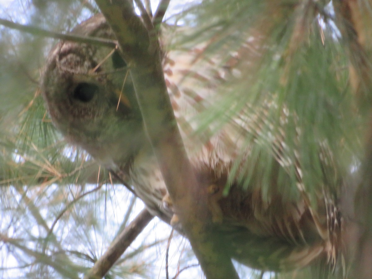 Barred Owl - ML500973651