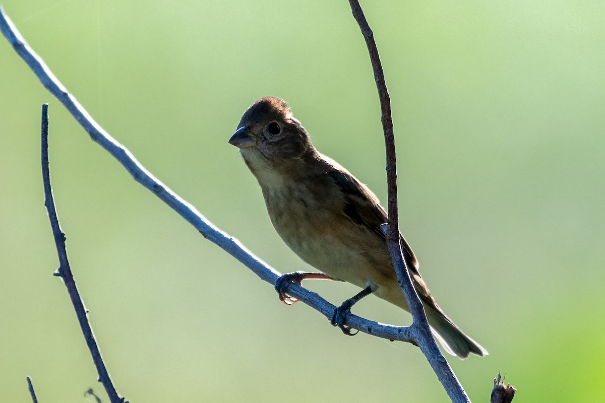 Blue Grosbeak - ML500973821